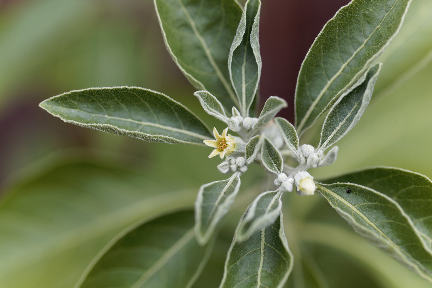 The Power of Ashwagandha for Hair