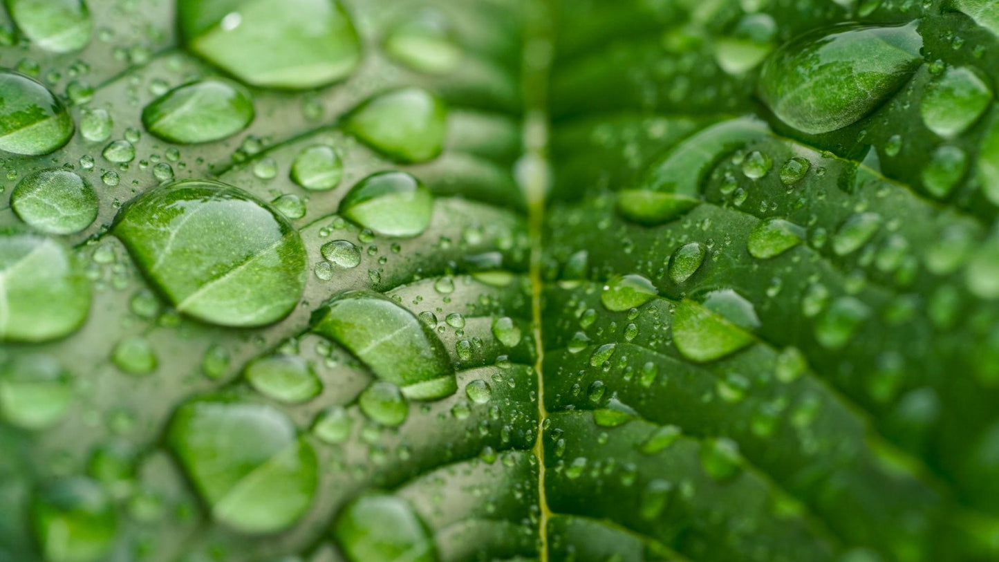 Your Scalp Is an Ecosystem