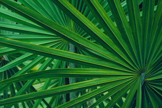 Saw Palmetto: The Natural Solution to Thicker, Fuller Hair as a Key Ingredient in Revita Extra Strength