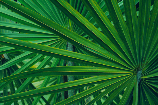 Saw Palmetto: The Natural Solution to Thicker, Fuller Hair as a Key Ingredient in Revita Extra Strength