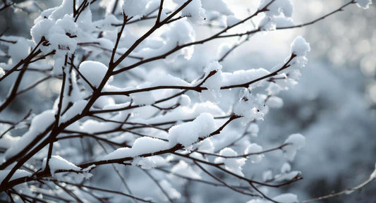 Going Outside With Wet Hair in Winter: Myths vs. Truth