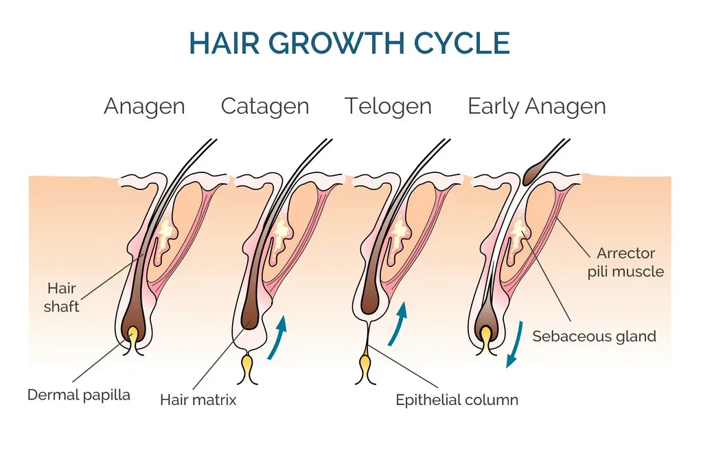 The Ultimate Guide to Hair Growth Cycles