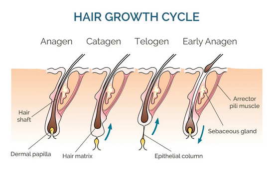 The Ultimate Guide to Hair Growth Cycles